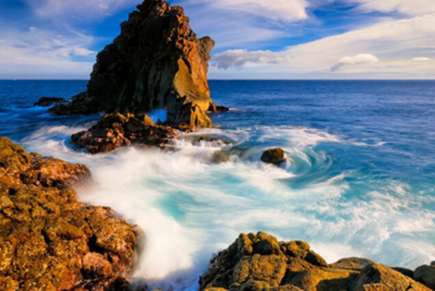 Santo da Serra Sunday Market -tour-madeira-island-01