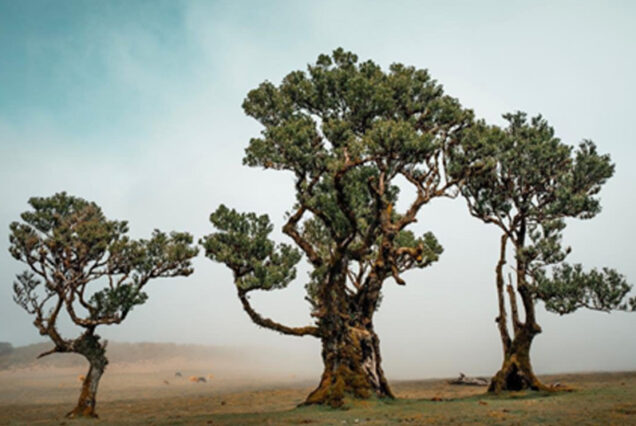 fanal-full-day-tour-madeira-island-04