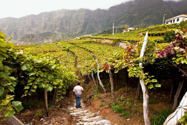 faja-dos-padres-full-day-tour-03