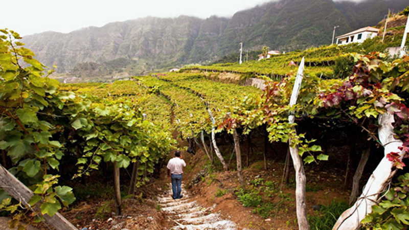 faja-dos-padres-full-day-tour-03